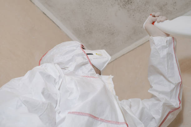 Trusted Stephens City, VA Mold Remediation Experts